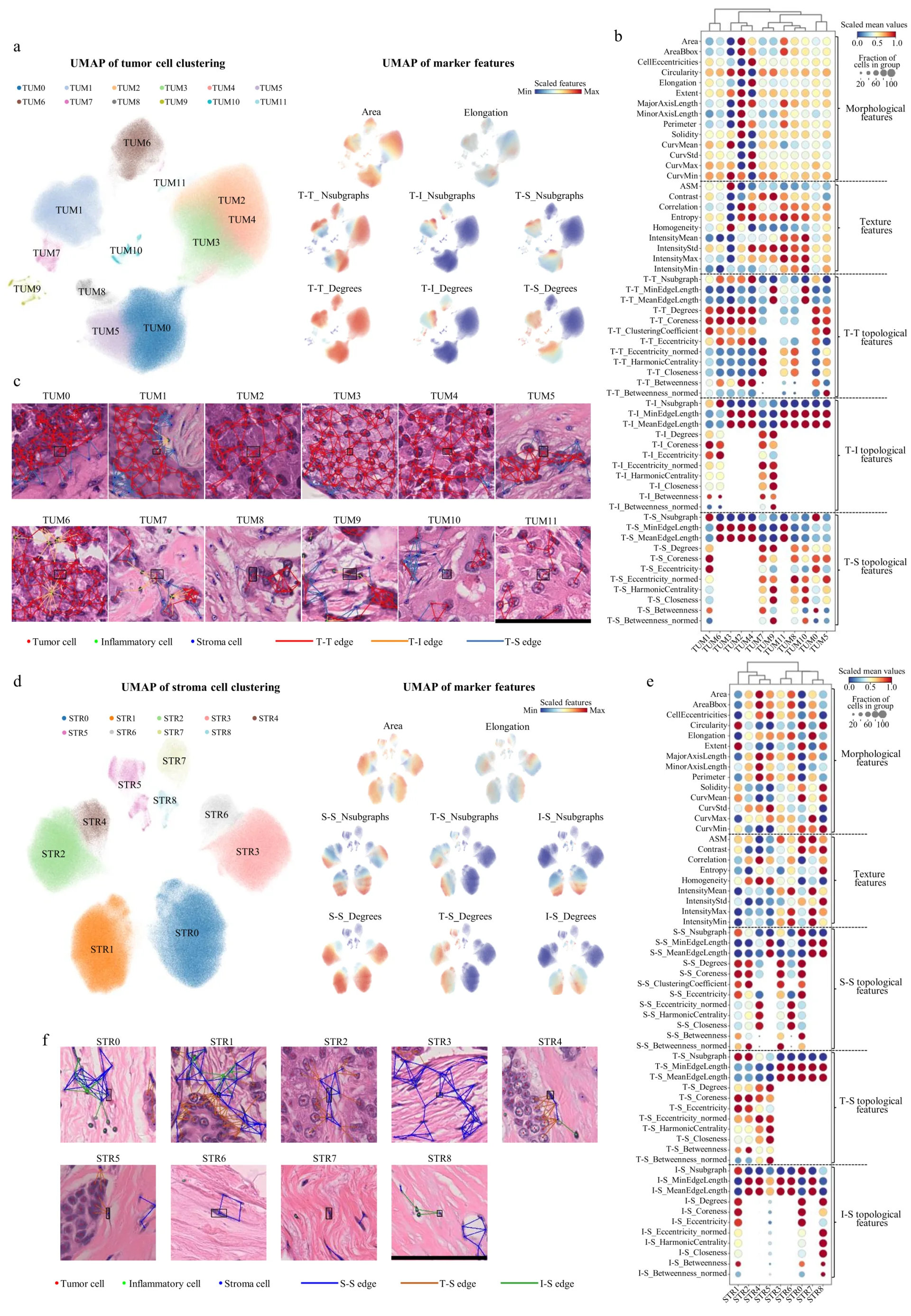 Digital Pathology + Artificial Intelligence: 400 Million Cell Atlas Analyzes Breast Cancer Ecotypes