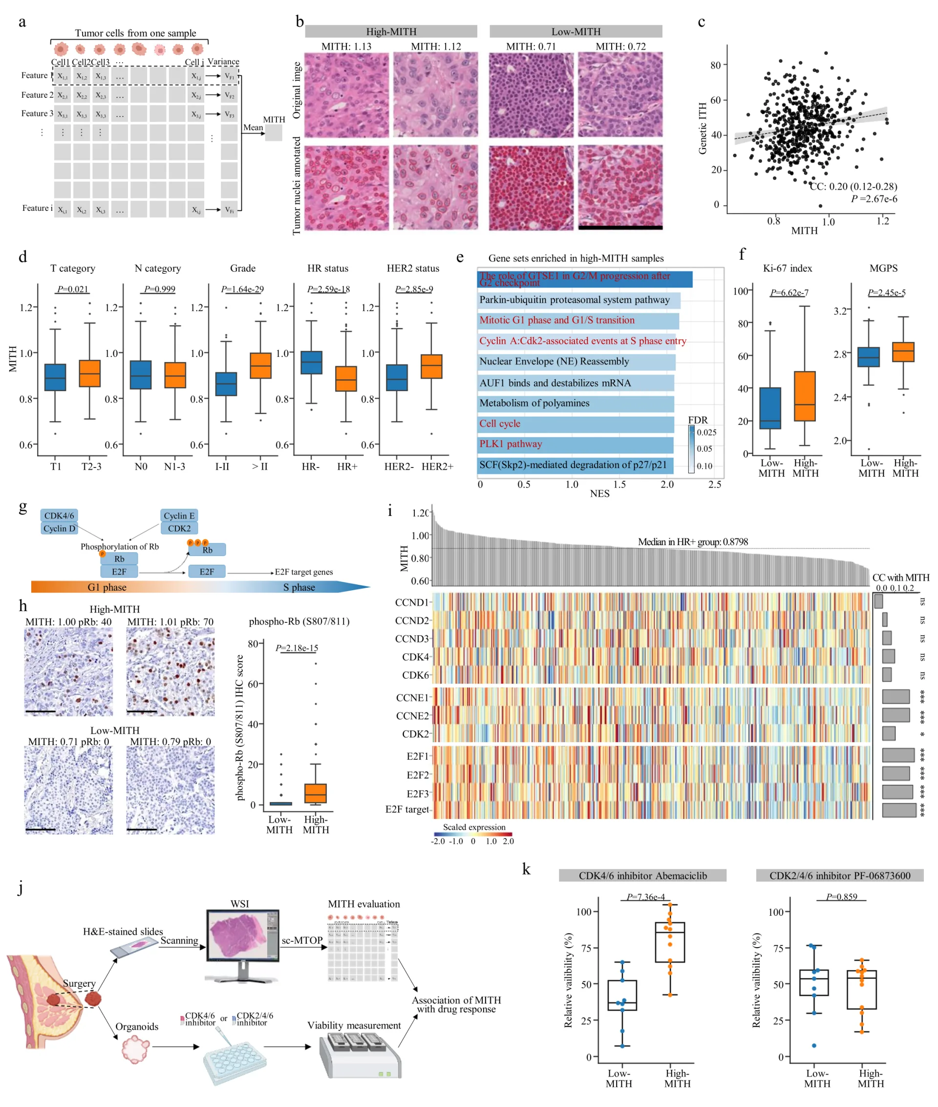 Digital Pathology + Artificial Intelligence: 400 Million Cell Atlas Analyzes Breast Cancer Ecotypes