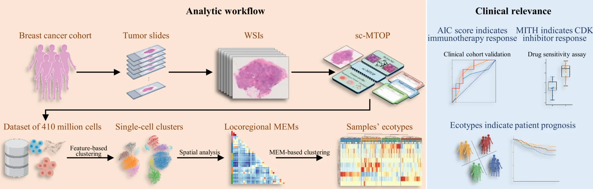 Digital Pathology + Artificial Intelligence: 400 Million Cell Atlas Analyzes Breast Cancer Ecotypes