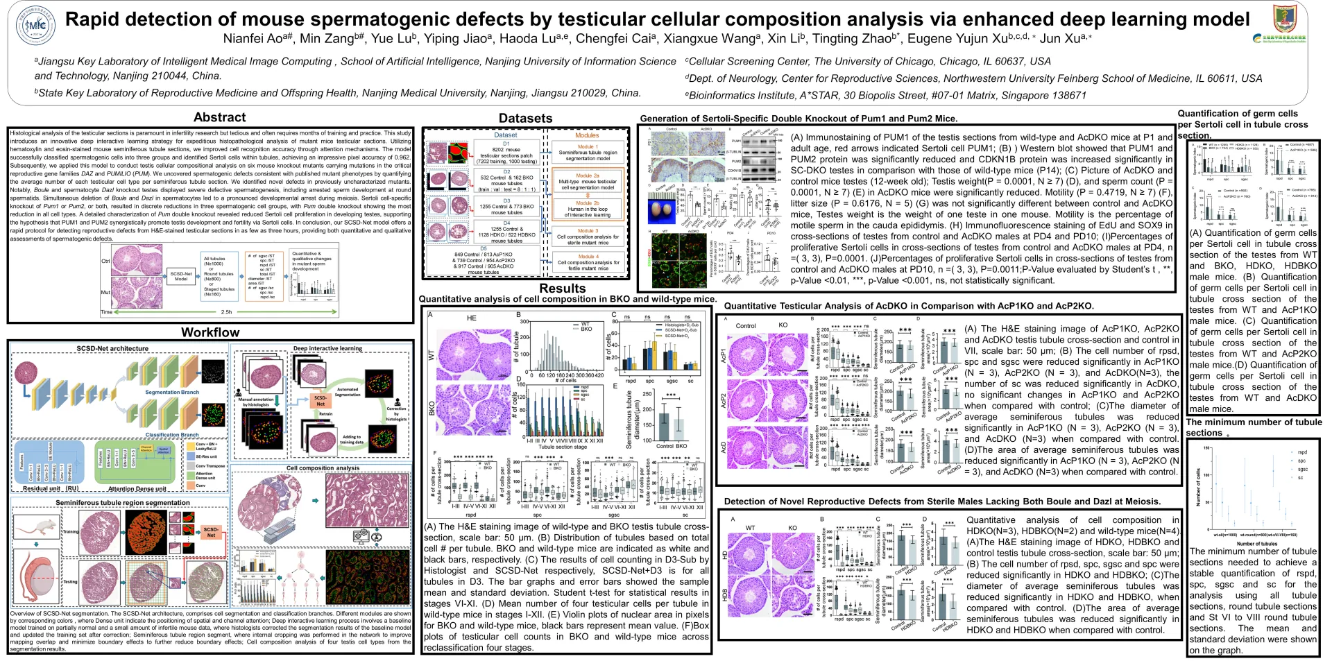 Analysis of testicular cell composition based on enhanced deep learning model to rapidly detect spermatogenic defects in mice