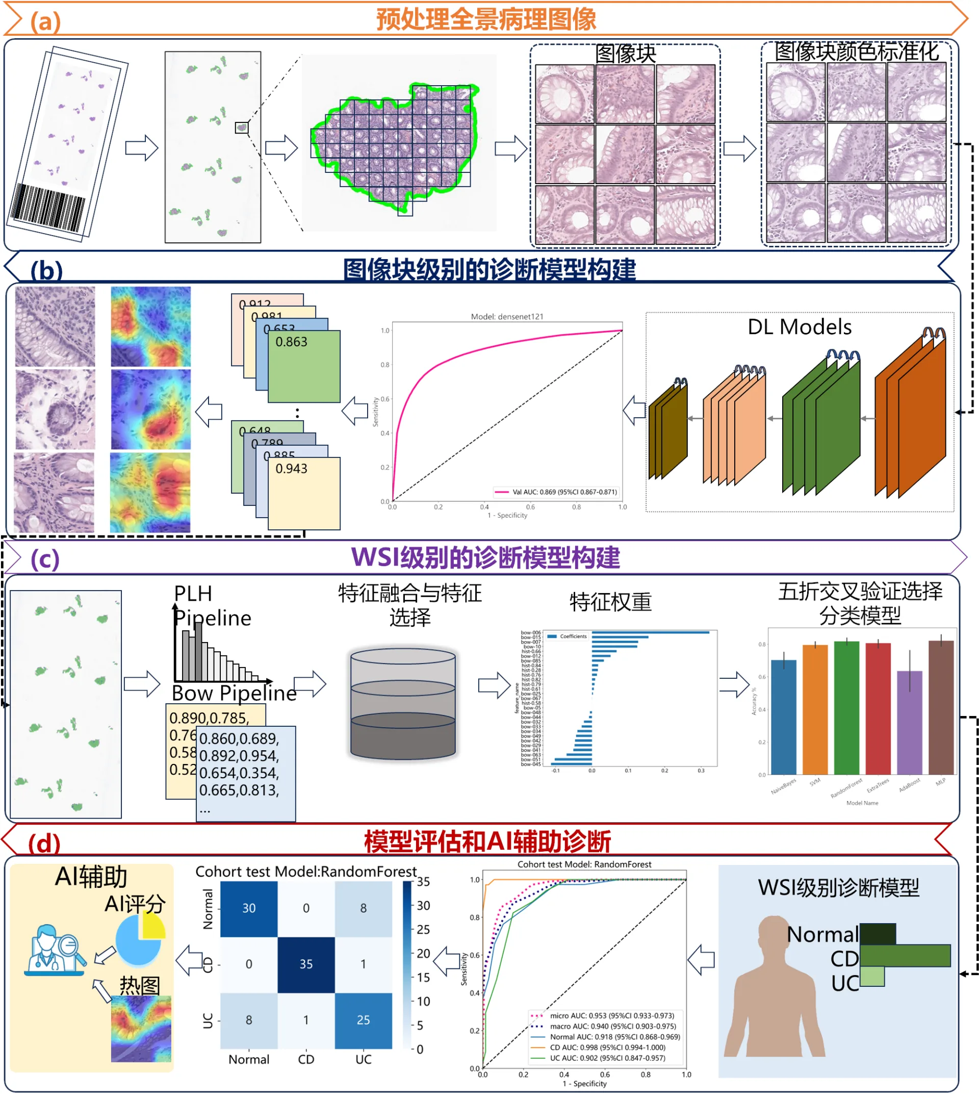 The intelligent diagnosis model based on biopsy pathology developed by Dr. Chengfei Cai of IMIC Lab can significantly improve the clinical diagnosis efficiency of inflammatory bowel disease.