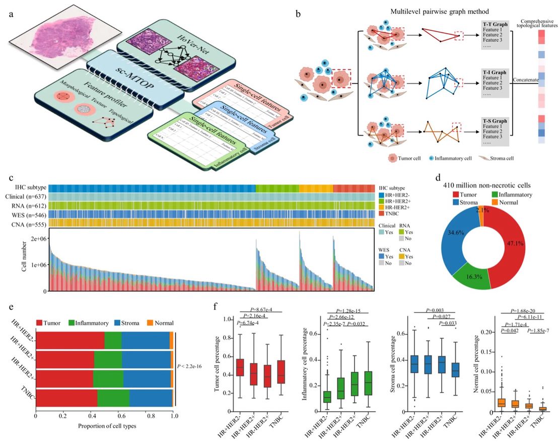 Digital Pathology + Artificial Intelligence: 400 Million Cell Atlas Analyzes Breast Cancer Ecotypes