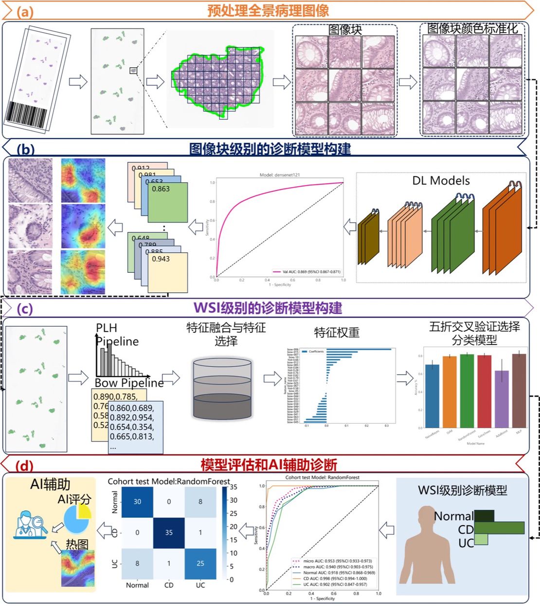 The intelligent diagnosis model based on biopsy pathology developed by Dr. Chengfei Cai of IMIC Lab can significantly improve the clinical diagnosis efficiency of inflammatory bowel disease.